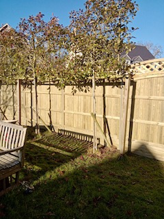 Oundle fencing (29)