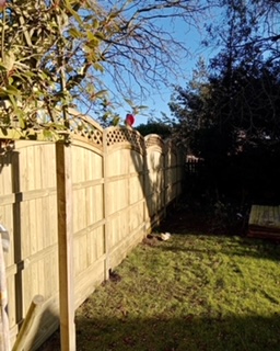 Oundle fencing (3)